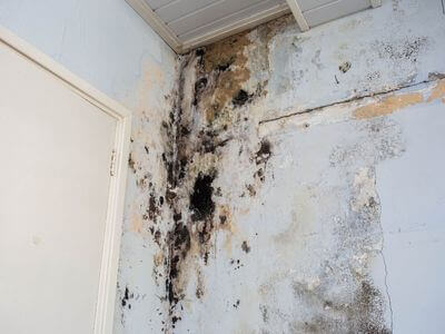 About Pahrump NV Mold Removal Pros - mold removal experts in Pahrump